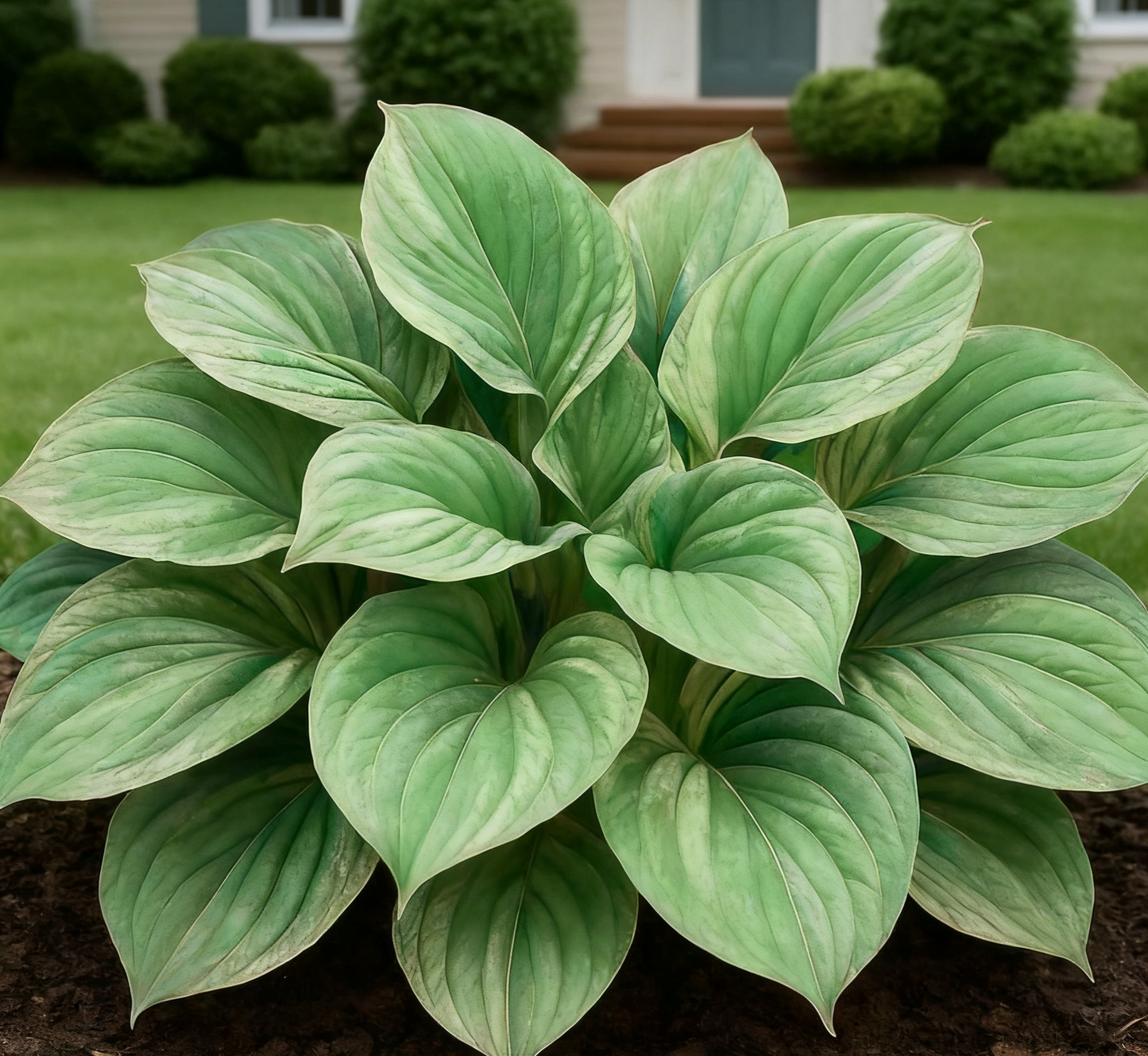 🔥🌌 Glow-in-the-Dark Garden Magic: 🌌Hosta Seeds Perennial Shade Plant