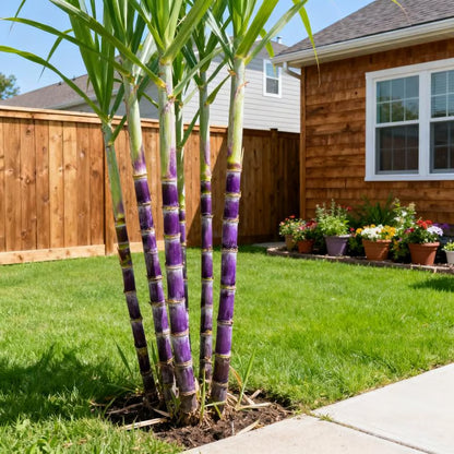 🏆 Hot Sale - 49% OFF 🔥-Grow Your Own Sugar! 🌱 sugarcane seeds