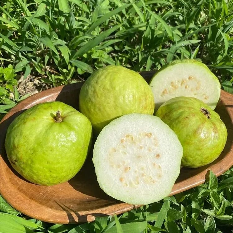 🔥Hot Sale 49%💚 Organic Guava Seeds🌱 Easy Grow