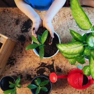 🔥Hot Sale 49%💚 Organic Guava Seeds🌱 Easy Grow