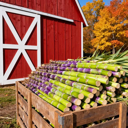 🏆 Hot Sale - 49% OFF 🔥-Grow Your Own Sugar! 🌱 sugarcane seeds