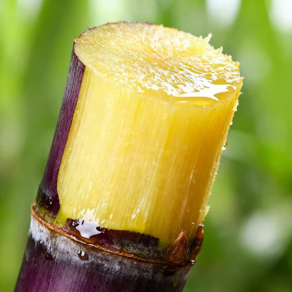 🏆 Hot Sale - 49% OFF 🔥-Grow Your Own Sugar! 🌱 sugarcane seeds