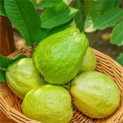 🔥Hot Sale 49%💚 Organic Guava Seeds🌱 Easy Grow