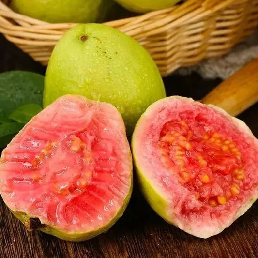 🔥Hot Sale 49%💚 Organic Guava Seeds🌱 Easy Grow