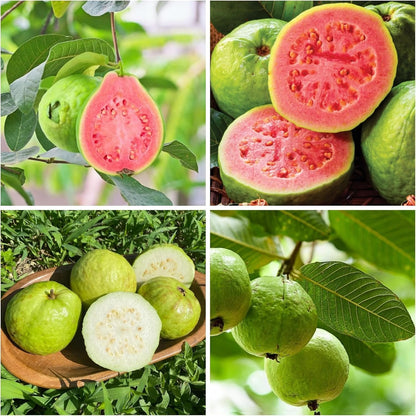 🔥Hot Sale 49%💚 Organic Guava Seeds🌱 Easy Grow