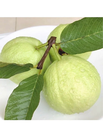 🔥Hot Sale 49%💚 Organic Guava Seeds🌱 Easy Grow