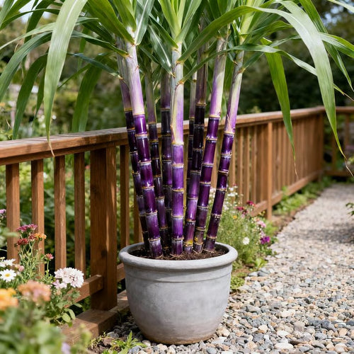 🏆 Hot Sale - 49% OFF 🔥-Grow Your Own Sugar! 🌱 sugarcane seeds