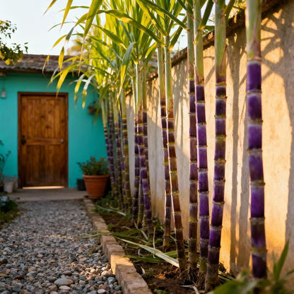 🏆 Hot Sale - 49% OFF 🔥-Grow Your Own Sugar! 🌱 sugarcane seeds