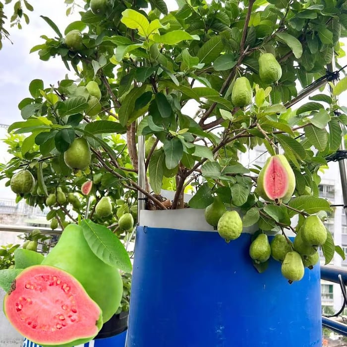 🔥Hot Sale 49%💚 Organic Guava Seeds🌱 Easy Grow