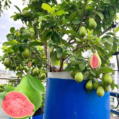 🔥Hot Sale 49%💚 Organic Guava Seeds🌱 Easy Grow