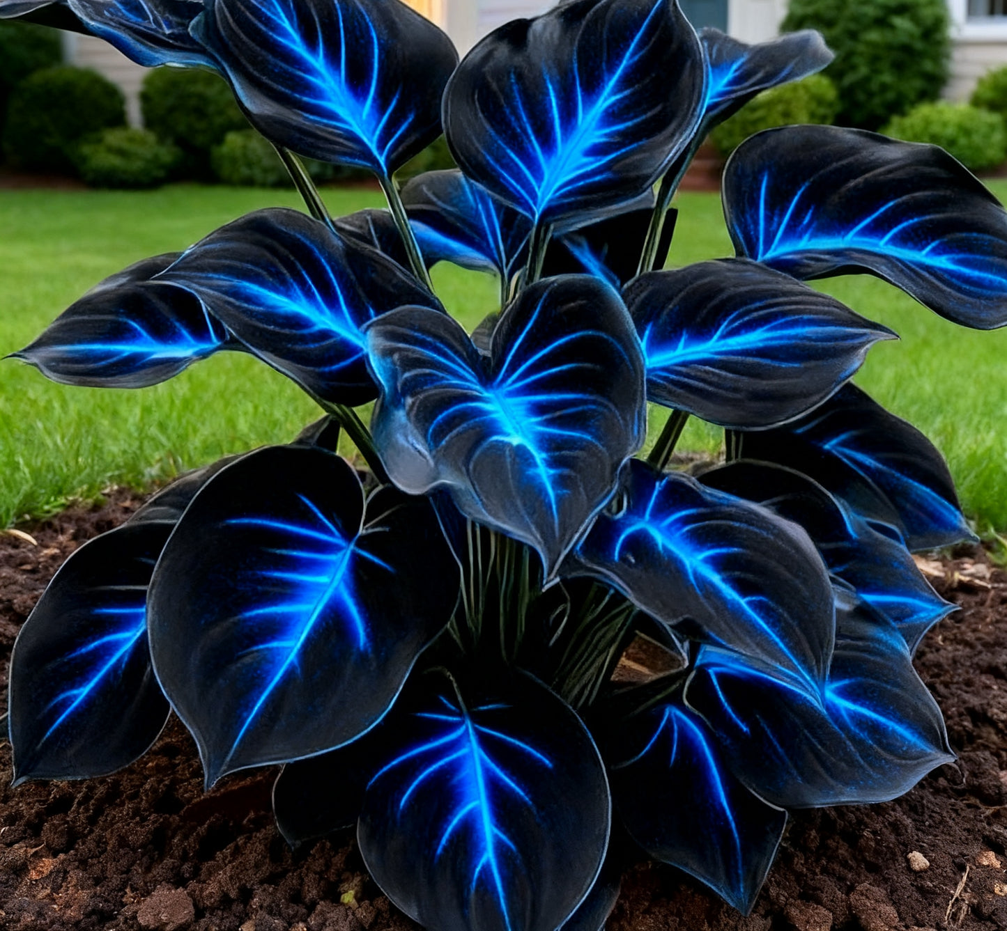 🔥🌌 Glow-in-the-Dark Garden Magic: 🌌Hosta Seeds Perennial Shade Plant
