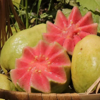 🔥Hot Sale 49%💚 Organic Guava Seeds🌱 Easy Grow